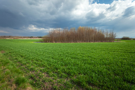 A grove of trees in the middle of a green rural field and a cloudy skyの写真素材