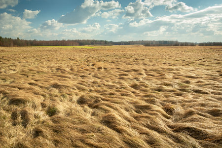 A view of dry grasses in a wild meadow, Czulczyce, Polandの写真素材