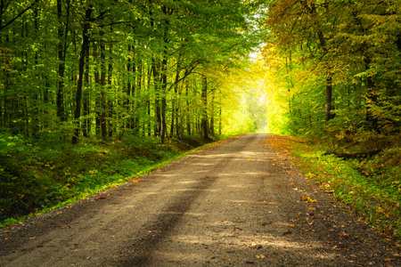 The first days of autumn in the forest with a dirt road, Nowiny, Polandの写真素材