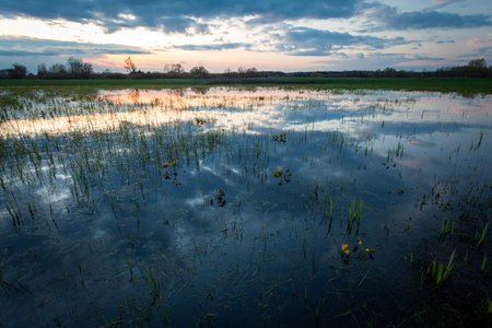 A wet meadow and evening clouds reflected in the water, spring view, Nowiny, Lubelskie, Polandの写真素材