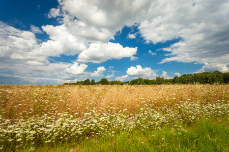 A flowery meadow and a clear sky, a summer view, eastern Polandの写真素材