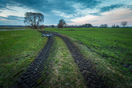 Traces of large wheels in a meadow with a cloudy sky, spring dayの写真素材