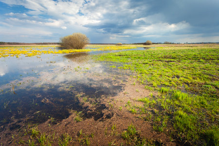 A spring green meadow flooded with water and a cloudy skyの写真素材