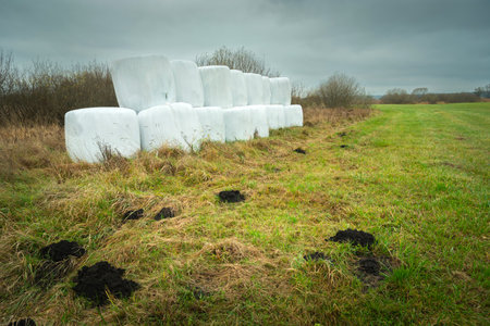 Silage bales in a meadow on a cloudy day, eastern Polandの写真素材