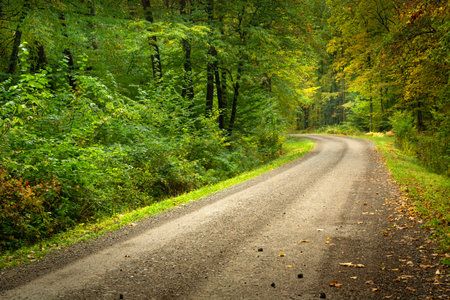Dirt road with a bend in the lush green forest, eastern Polandの写真素材