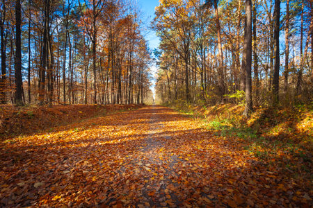A dirt road in the forest with fallen colorful leavesの写真素材