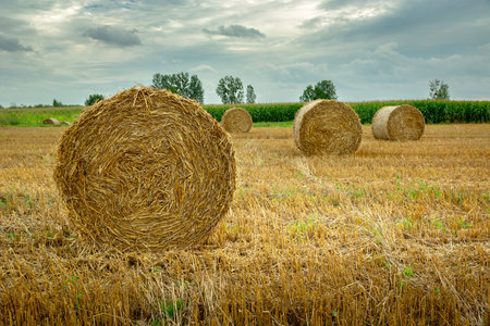 Close up of round straw bales on stubble field and rain clouds on the sky, Nowiny, Lubelskie, eastern Polandの写真素材
