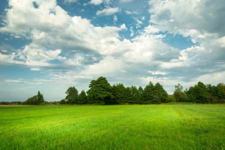 Vivid landscape of green meadow with trees and clouds on the sky, Nowiny, eastern Polandの写真素材