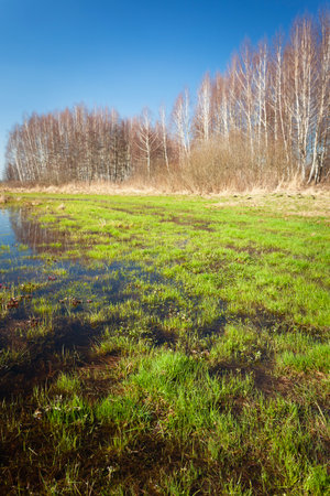 Wet meadow and green grass with trees on the horizon and blue sky, spring viewの写真素材