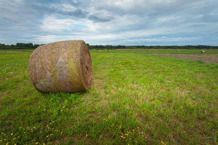 A large round bale of hay lies in the meadow and the sky is cloudy, summer viewの写真素材