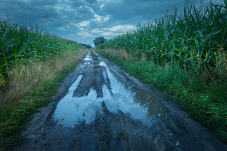 Puddles on a dirt road in a corn green field and a cloudy evening sky