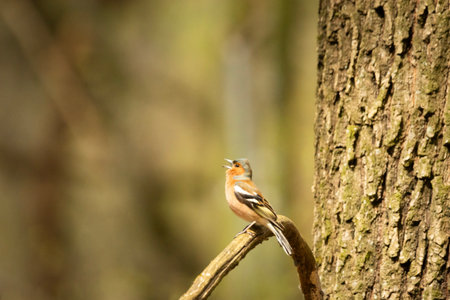 A chaffinch bird sits and sings on a tree branch, spring day, eastern Polandの写真素材