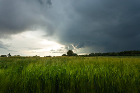 Dark storm clouds over a rural field with green grainの写真素材