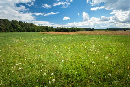 Green meadow in front of the forest and white clouds in the blue sky, Czulczyce, Polandの写真素材