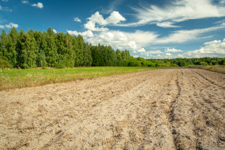 Plowed rural field in front of green forest and white clouds on blue sky, summer dayの写真素材