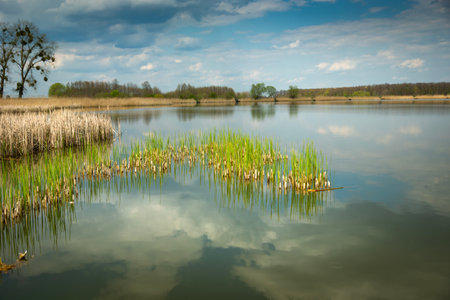 View of a calm lake with growing reeds and clouds in the sky, spring dayの写真素材