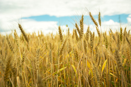 View of golden ears of grain in the field and clouds in the sky, summer dayの写真素材