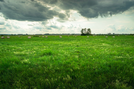 View of a rural landscape with a cloudy sky above a green meadow with trees on the horizon, summer dayの写真素材