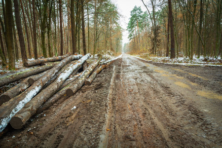 A view of a muddy road in the forest with logs on the side of the road, November dayの写真素材