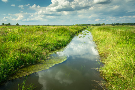 View of the landscape with a small river and thick grass on the banks and clouds in the sky, summer dayの写真素材