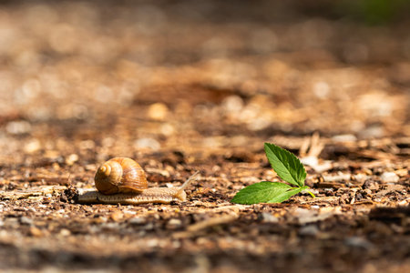 A snail is walking towards the green leaves, spring dayの写真素材
