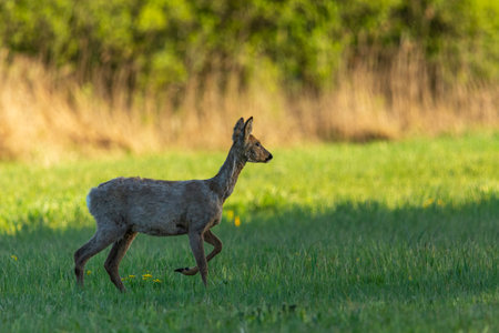 Moulting roe deer standing in the green meadow, spring evening, Nowiny, eastern Polandの写真素材