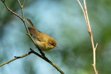 Willow warbler bird sitting on a branch, spring dayの写真素材