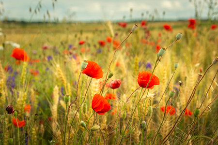 Red poppies and other flowers grow in a grain field, summer day, eastern Polandの写真素材