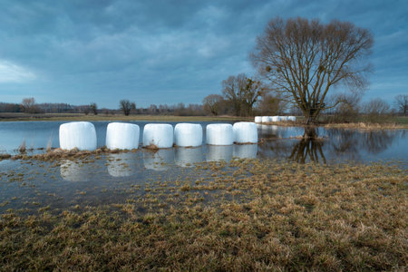 Silage white bales lie in water in a meadow on a cloudy spring eveningの写真素材