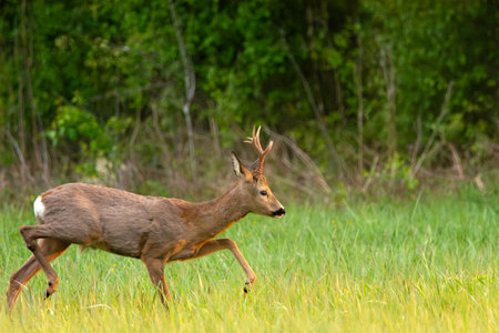 Roe Deer Buck Walking Across a Green Grassy Meadow in Front of a Forest on a Sunny Spring Day, Nowiny, eastern Polandの写真素材