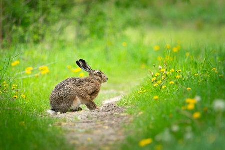 A hare sitting on a path near a green meadow, spring day, Zarzecze, eastern Poland