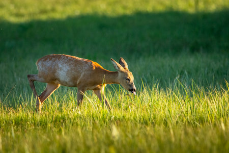 A young roe deer walks through a green meadow, spring day, Nowiny, eastern Polandの写真素材