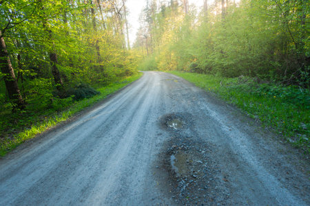 A wide gravel road through a green forest and sunshineの写真素材