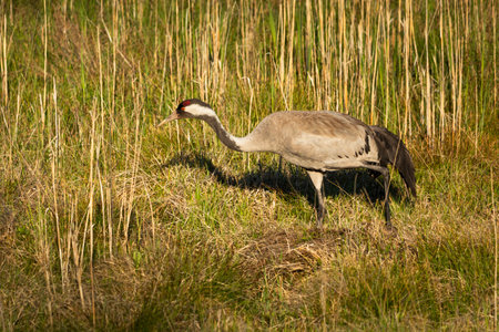 A crane walking through thick grass, Nowiny, eastern Polandの写真素材