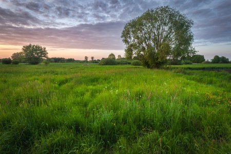 Fresh Green Meadow and Trees Under Colorful Evening Sky, Nowiny, Eastern Polandの写真素材