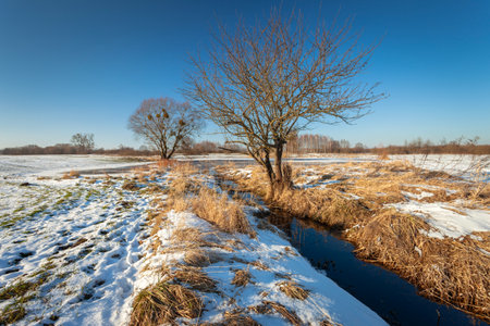 Small water channel on snowy meadow with trees, winter view, Zarzecze, Polandの写真素材
