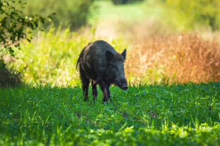 A wild boar walking through a rural green field, summer day, Zarzecze, eastern Polandの写真素材