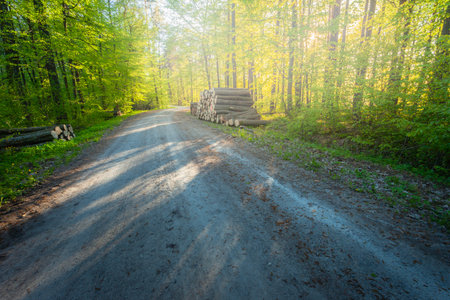 Dirt road in a sunny and slightly foggy forest, spring day, Nowiny, eastern Polandの写真素材