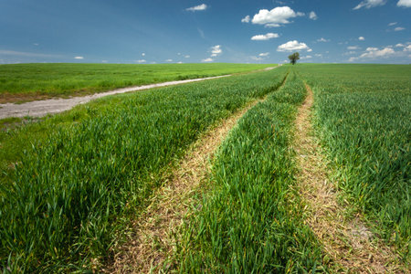 Technological path in a green rural field, spring day, eastern Polandの写真素材