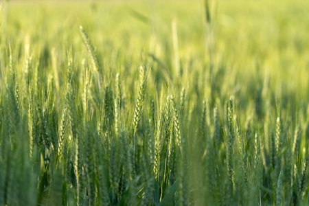 Agricultural background of green triticale field backlit by the sunlight, Nowiny, Polandの写真素材