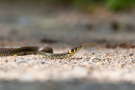 Crawling Grass Snake on the Ground, Nowiny, Lubelskie, Polandの写真素材