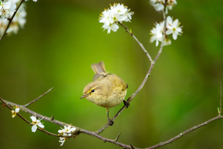 The common chiffchaff sitting on a tree branch with white flowersの写真素材