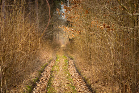 A dirt road in a dense autumn forest, eastern Polandの写真素材