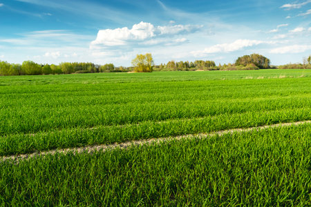 Green field and blue sky with clouds, spring day, Nowiny, eastern Polandの写真素材