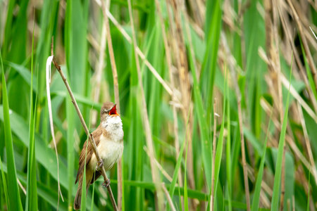 A great reed warbler sings in the reeds, Stankow, Polandの写真素材