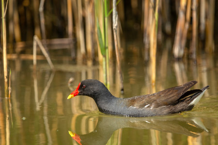 Common Moorhen swimming in the water of a lake with reeds, Stankow, Lubelskie, Polandの写真素材