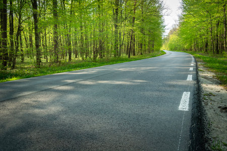 Asphalt road in a green forest, eastern Polandの写真素材