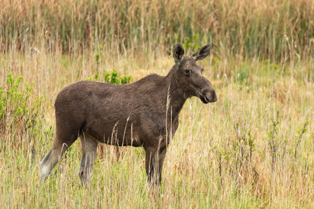 A large moose stands in the grass, Nowiny, Polandの写真素材