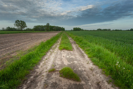 A dirt road in a field and a cloud in the evening sky, eastern Polandの写真素材