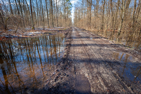 A path through a wet and muddy forest, Nowiny, Polandの写真素材